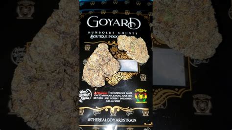 goyard goo strain|Goyard strain.